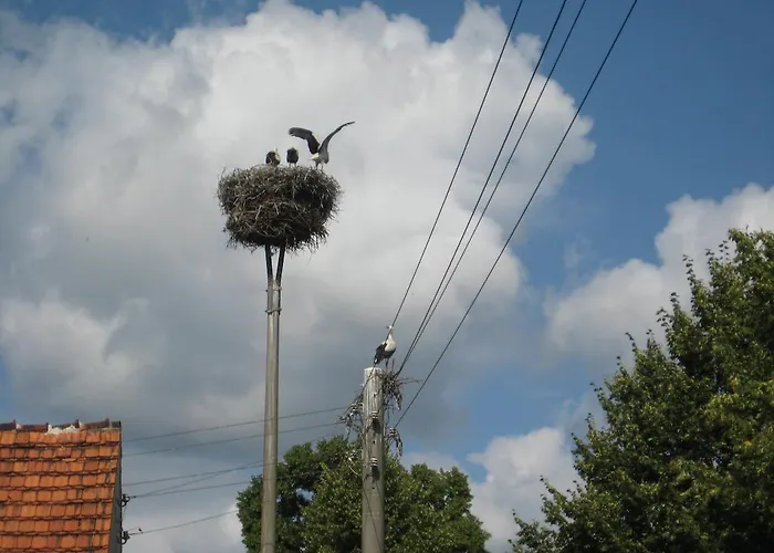 Storchenblick Schlepzig